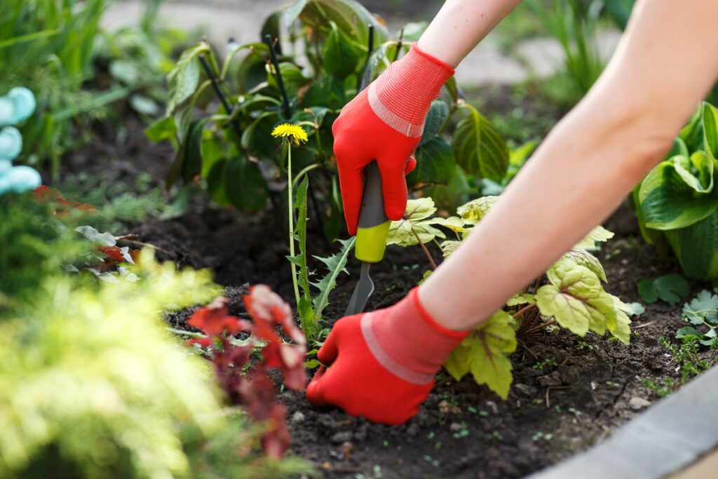 Hands pulling weeds from garden